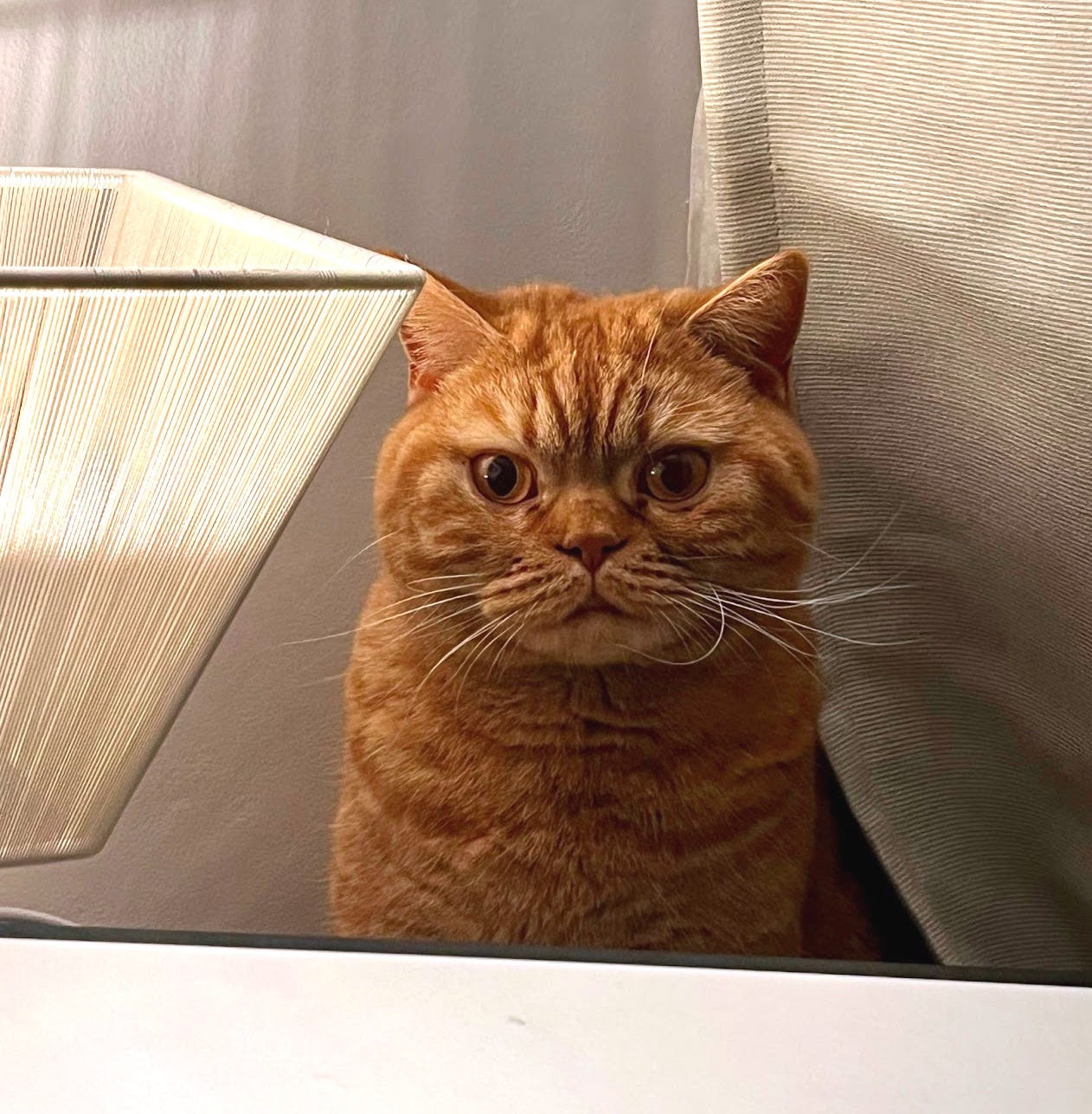 A cat not named Chester (Photo credit: Papaya’s housemate Leslie McIntosh)