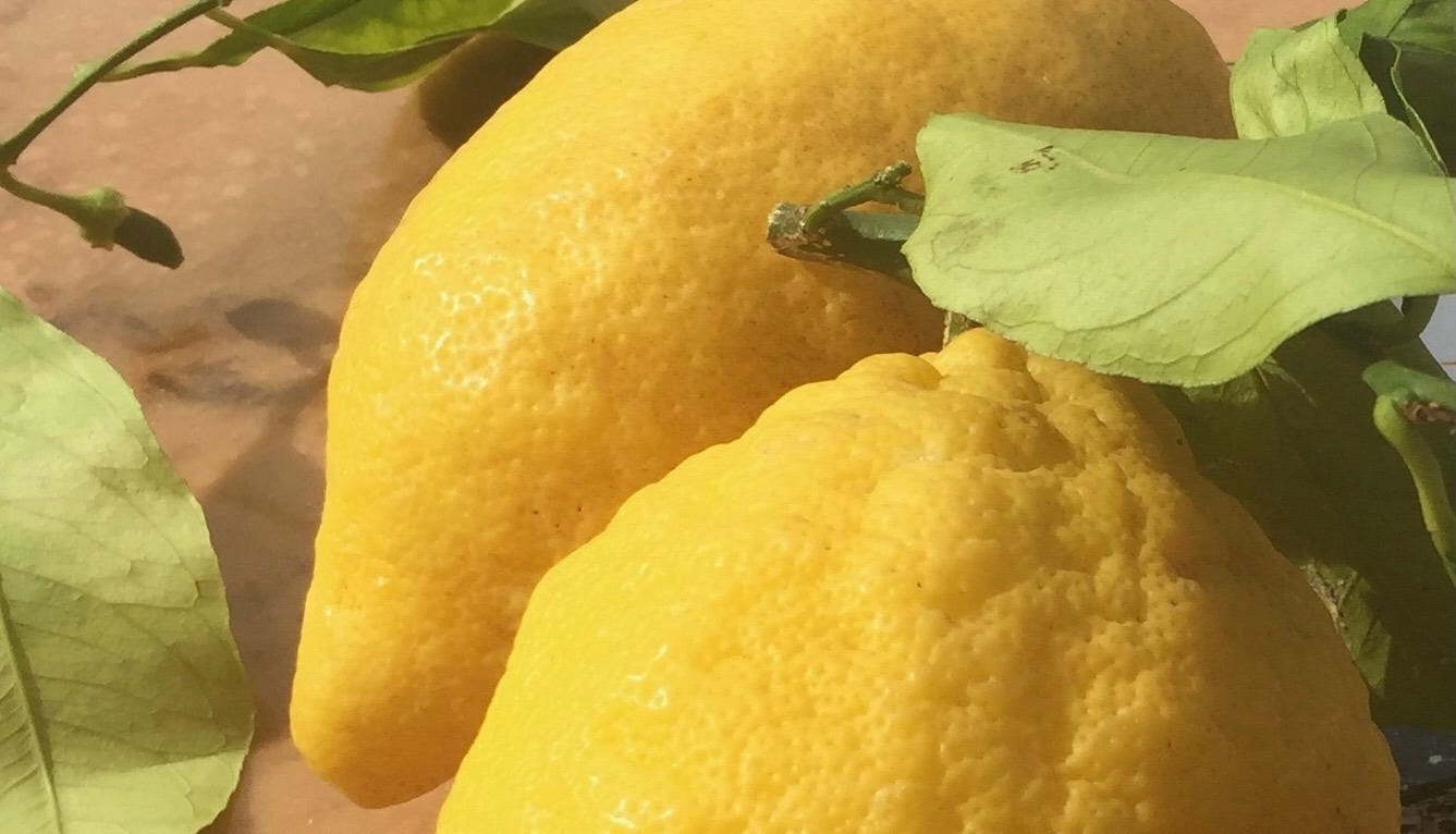 Exquisite meals come from trusted ingredients. Pictured: Lemons of Southern Italy.