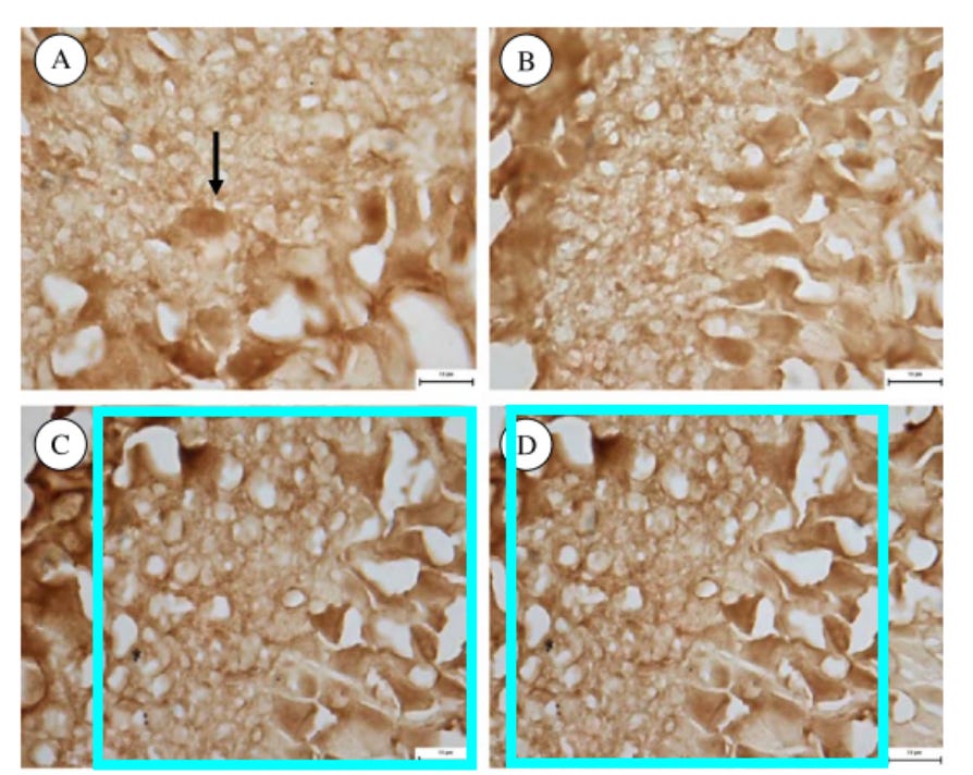 Example of potential image duplication, as flagged for concern on PubPeer.