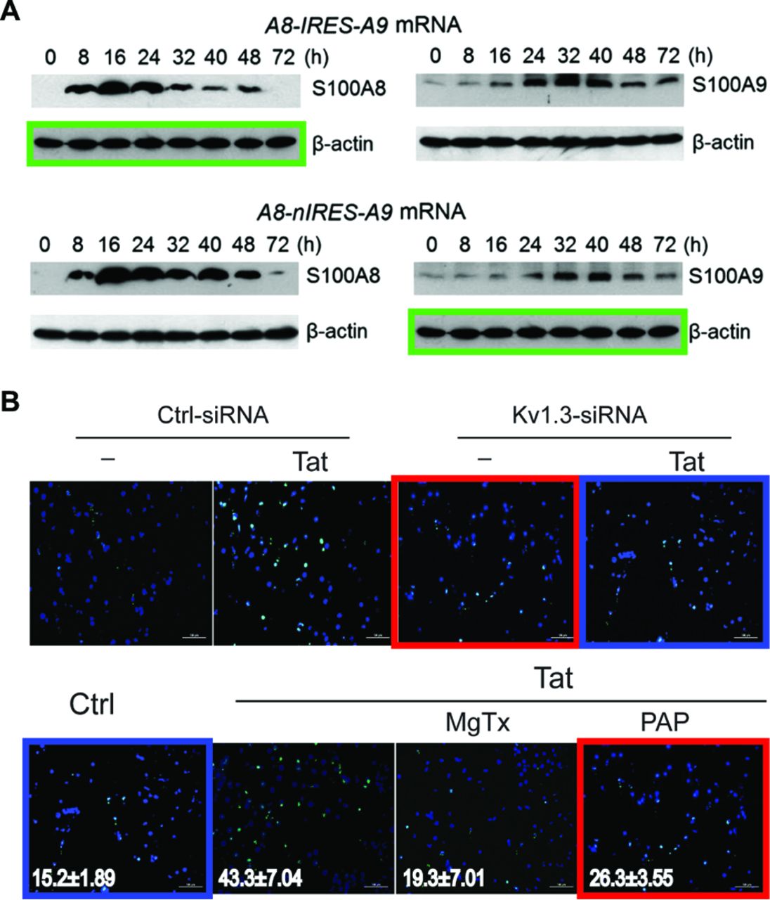 Examples of image duplication (Bik et al. 2016). Reproduced unaltered under CC BY 4.0 license
